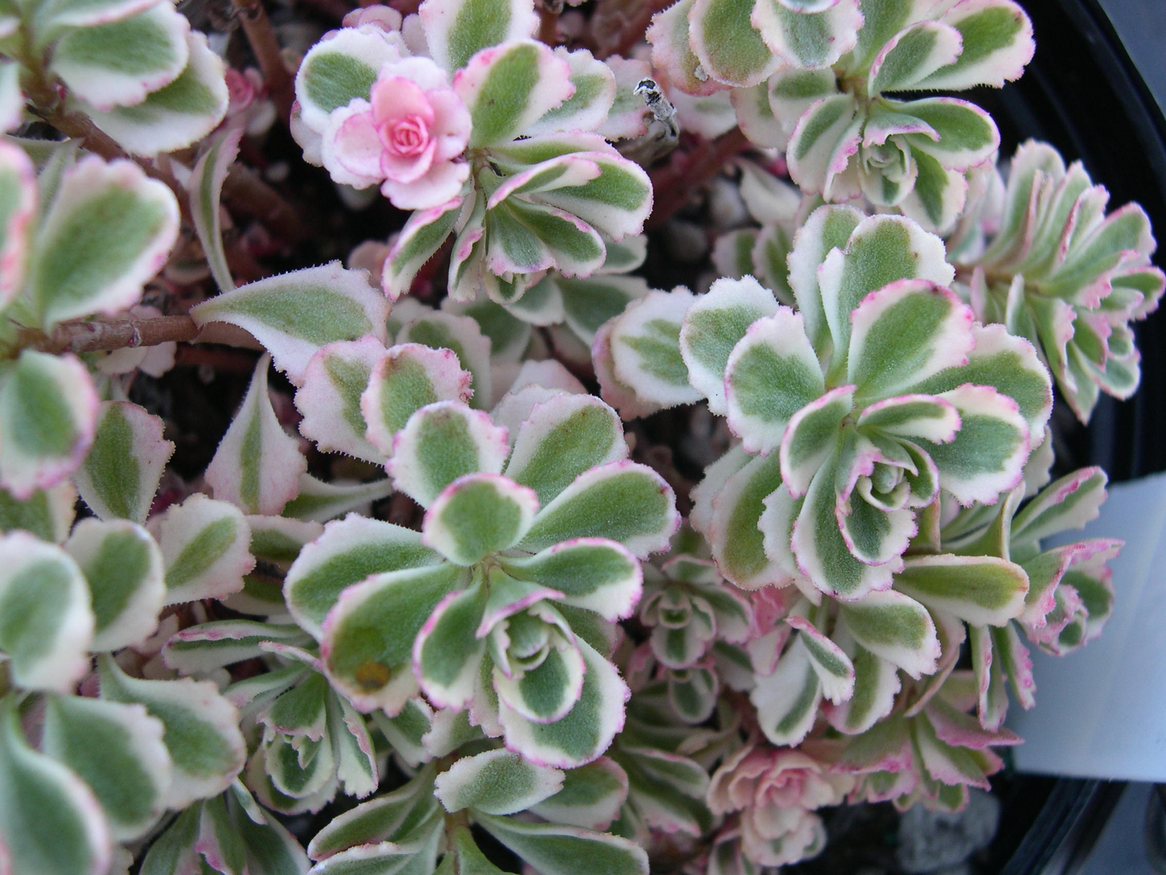 Очиток Sedum spurium 'Tricolor'